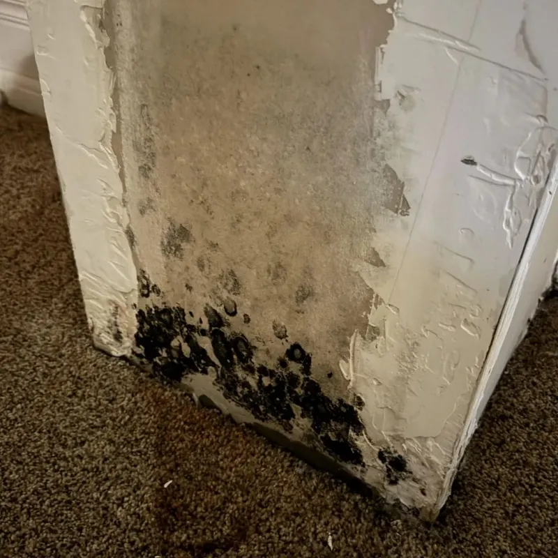 Professional Mold Removal in Baldwin, LA